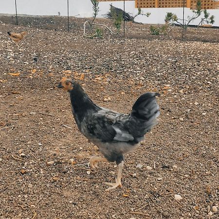 Fuerteventura Casa Tikuna La Oliva Bagian luar foto