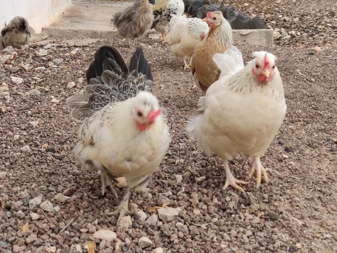 Fuerteventura Casa Tikuna La Oliva Bagian luar foto